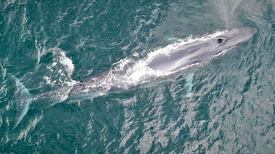 Baleia-de-Bryde nadando perto da superfície, em Ilhabela
