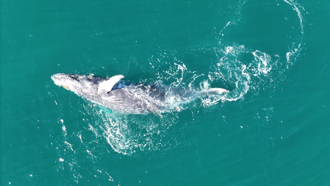 Baleia avistada de cima, no mar turquesa de Ilhabela
