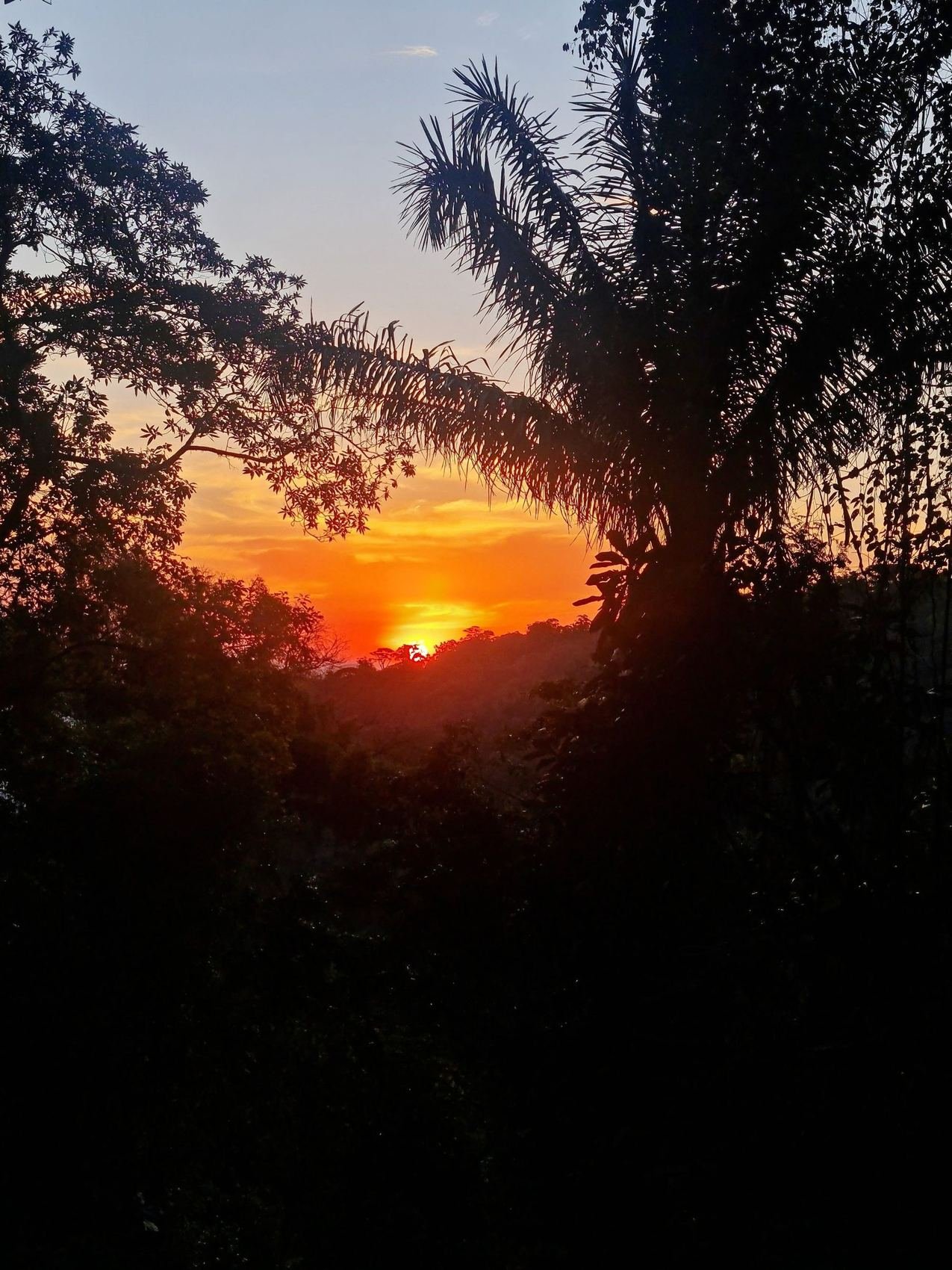 Pôr do sol visto entre as árvores, em Ilhabela