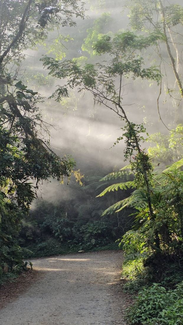 Trilha de terra na Mata Atlântica de Ilhabela, com neblina entre as árvores
